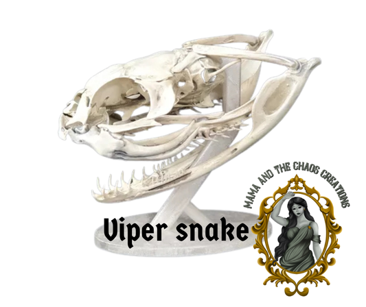 Viper Snake 3D Printed Skull Bone