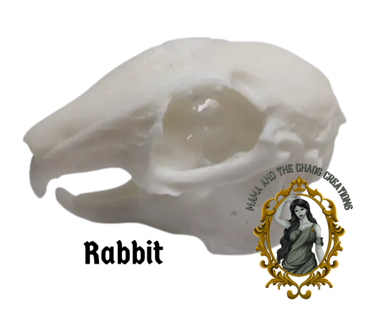 Rabbit 3D Printed Skull Bone